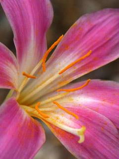 Botanischer Garten Cambridge