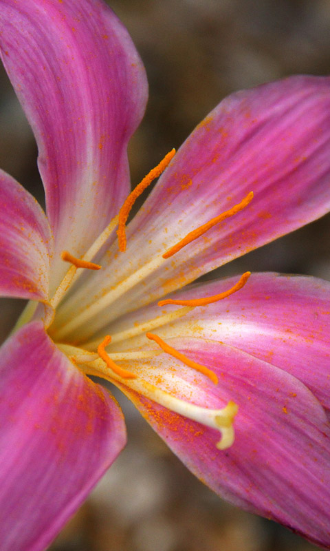 Cambridge University Botanical Garden