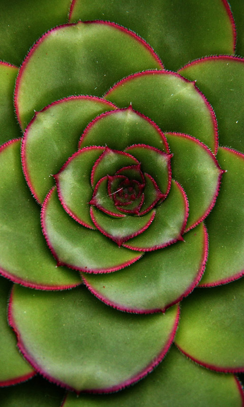 Handy Hintergrundbild: Cambridge - Botanikgarten | Cambridge University Botanical Garden