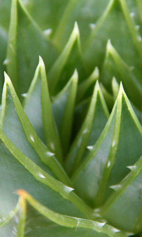 Handy Hintergrundbild: Cambridge - Botanikgarten | Cambridge University Botanical Garden