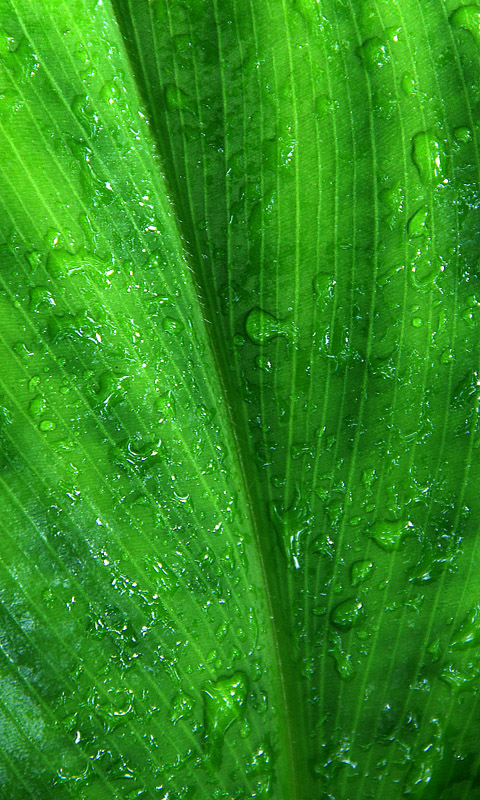 Handy Hintergrundbild: Cambridge - Botanikgarten | Cambridge University Botanical Garden