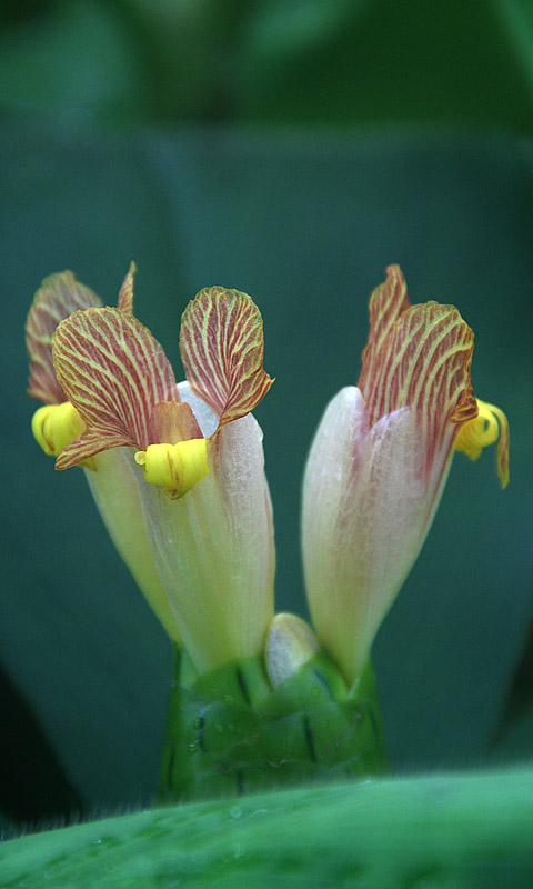 Cambridge - Botanischer Garten.009