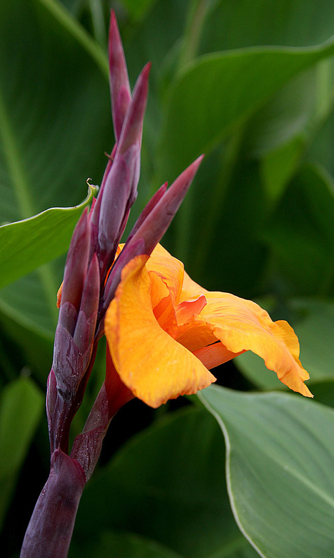 Handy Hintergrundbild: Cambridge - Botanikgarten | Cambridge University Botanical Garden