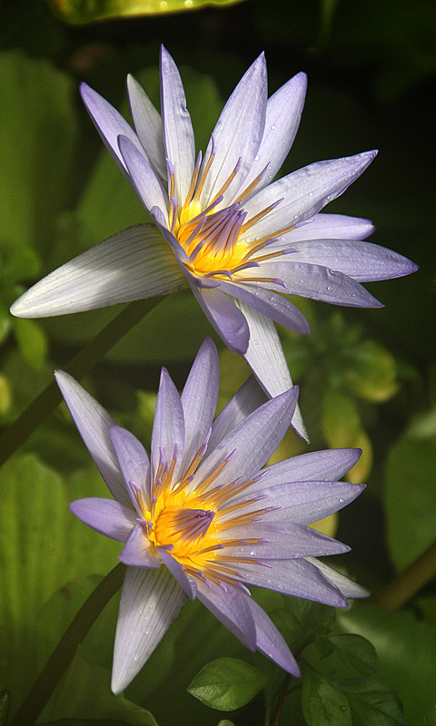 Handy Hintergrundbild: Cambridge - Botanikgarten | Cambridge University Botanical Garden