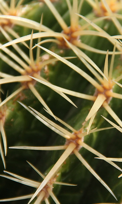 Handy Hintergrundbild: Cambridge - Botanikgarten | Cambridge University Botanical Garden