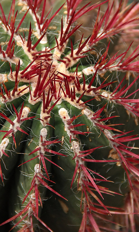 Cambridge - Botanischer Garten.013