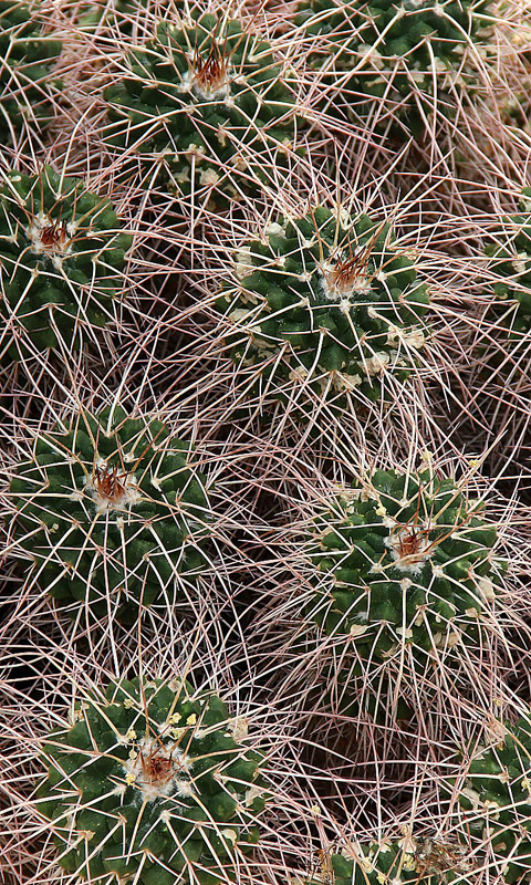 Handy Hintergrundbild: Cambridge - Botanikgarten | Cambridge University Botanical Garden