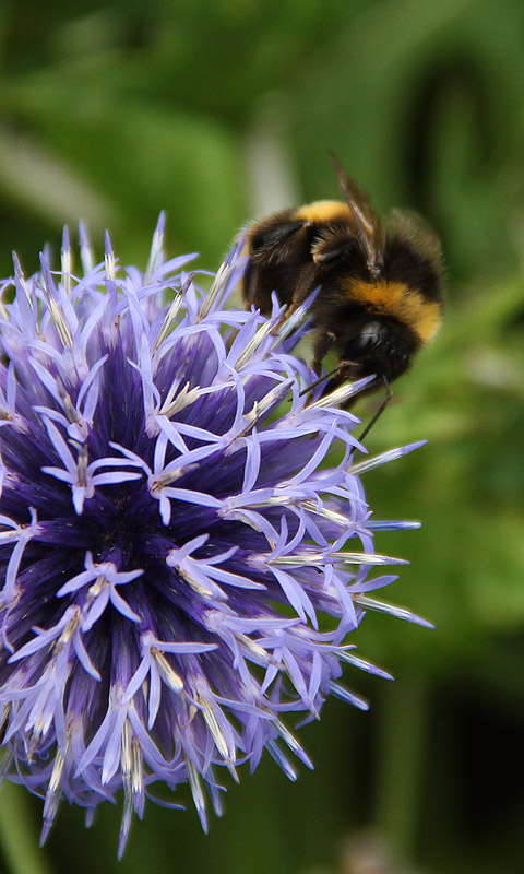 Handy Hintergrundbild: Cambridge - Botanikgarten | Cambridge University Botanical Garden