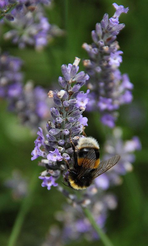 Cambridge - Botanischer Garten.017