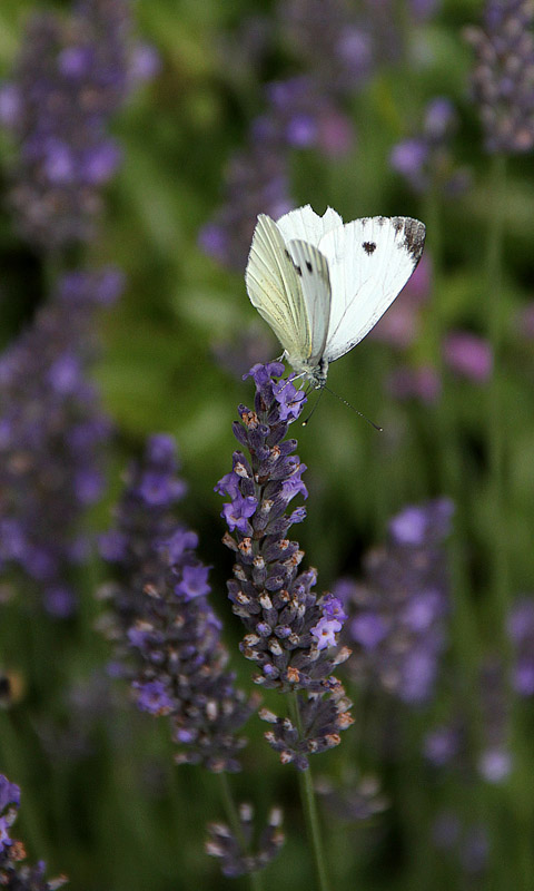 Handy Hintergrundbild: Cambridge - Botanikgarten | Cambridge University Botanical Garden