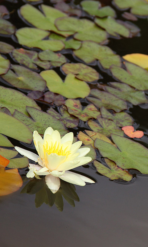 Handy Hintergrundbild: Cambridge - Botanikgarten | Cambridge University Botanical Garden