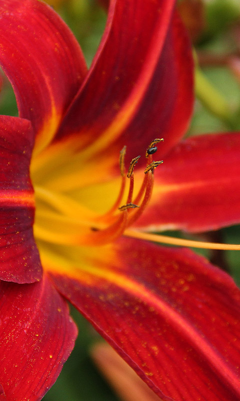 Handy Hintergrundbild: Cambridge - Botanikgarten | Cambridge University Botanical Garden