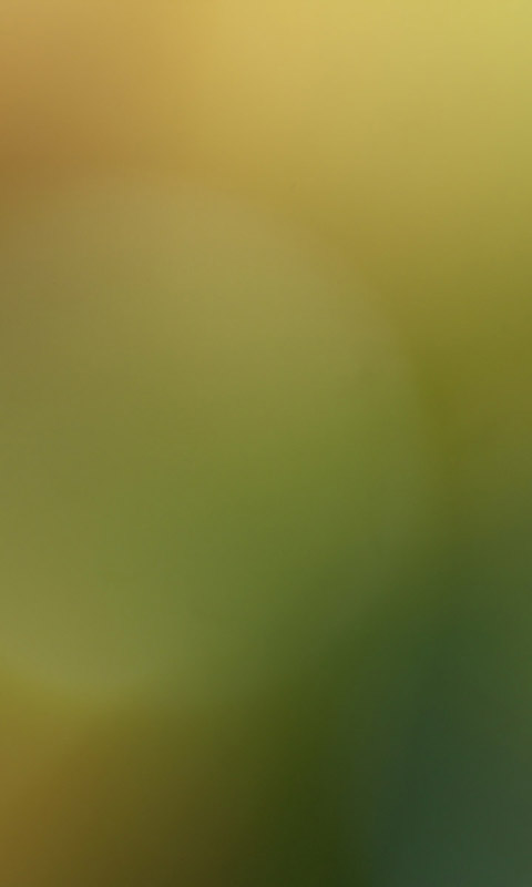 Frühlingsfarben.006