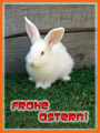 Frohe Ostern!.008