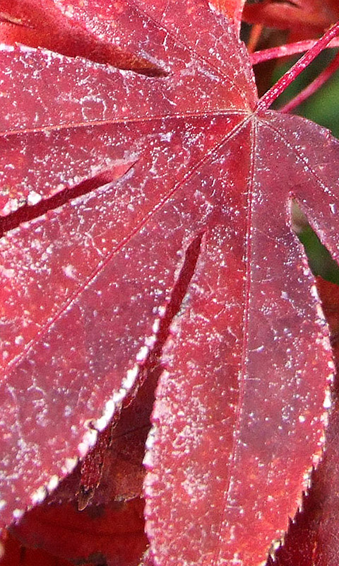 Herbst- Handy Hintergrundbild
