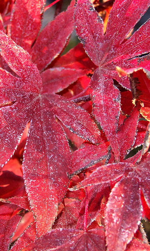 Herbst- Handy Hintergrundbild