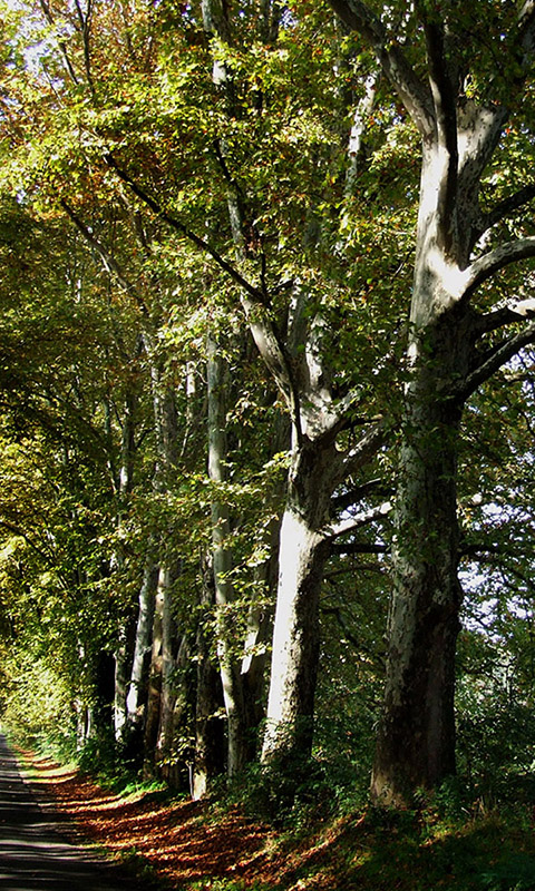 Herbst- Handy Hintergrundbild