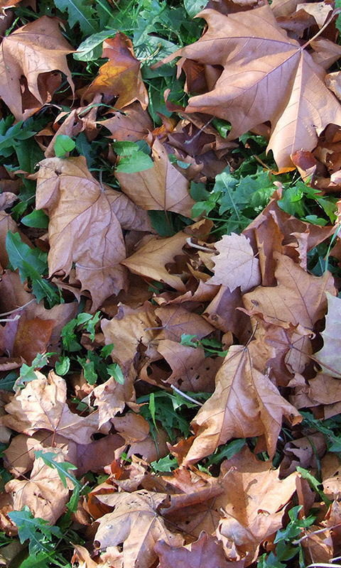 Herbst- Handy Hintergrundbild