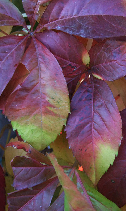 Herbst- Handy Hintergrundbild