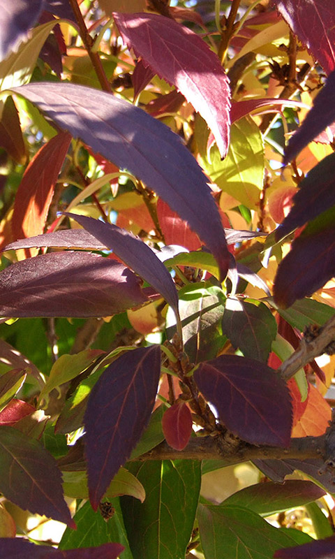 Herbst- Handy Hintergrundbild