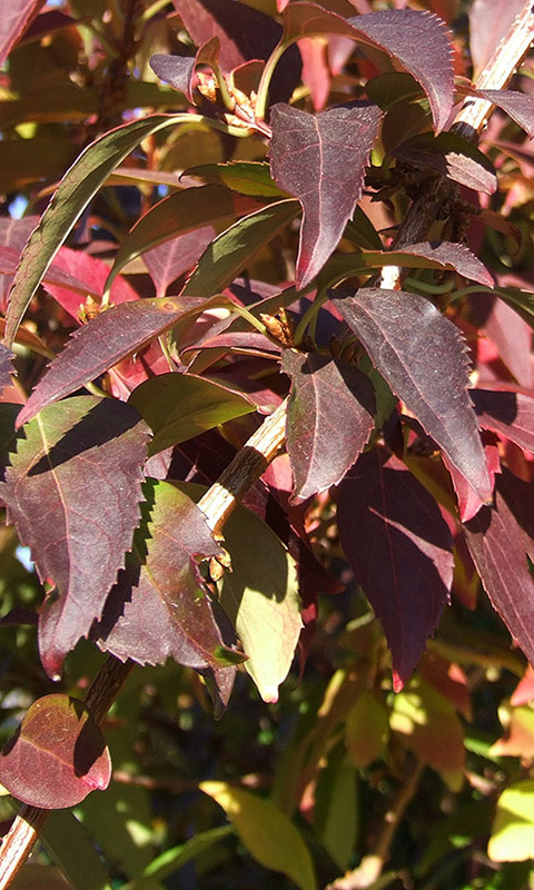 Herbst- Handy Hintergrundbild