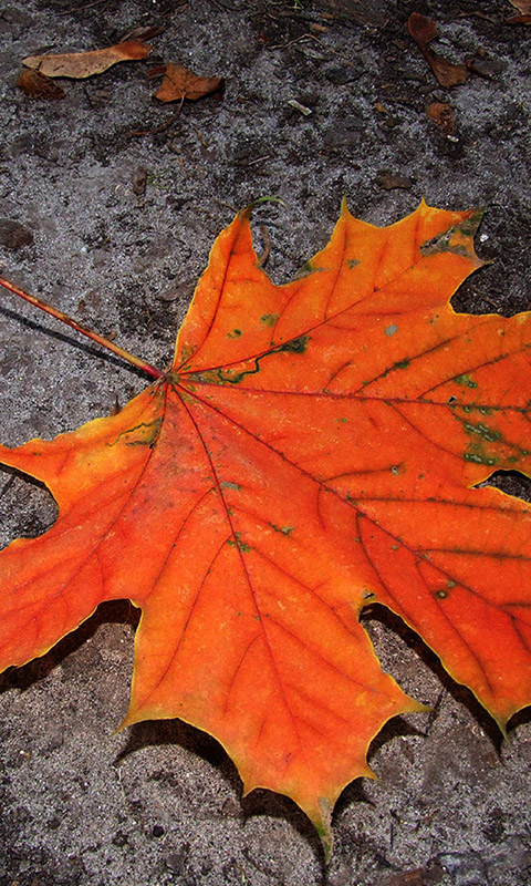 Herbst- Handy Hintergrundbild