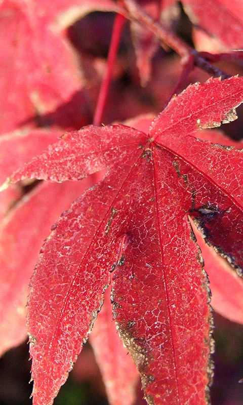 Herbst- Handy Hintergrundbild