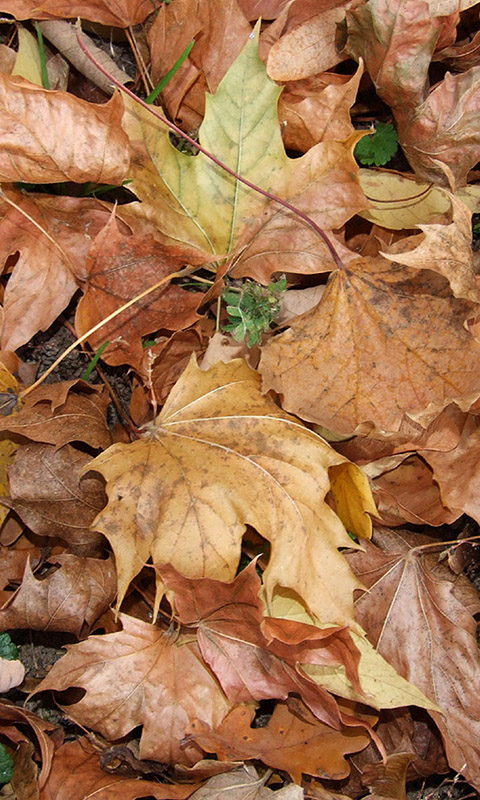 Herbst- Handy Hintergrundbild