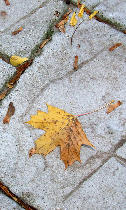 Herbst- Handy Hintergrundbild