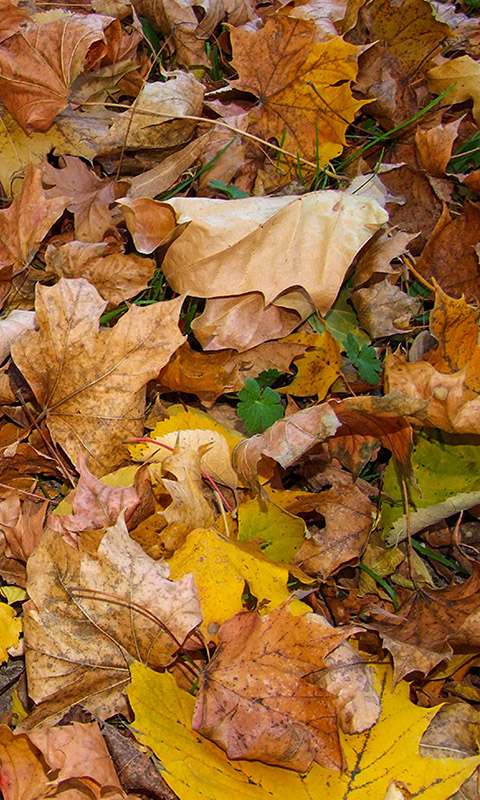 Herbst- Handy Hintergrundbild