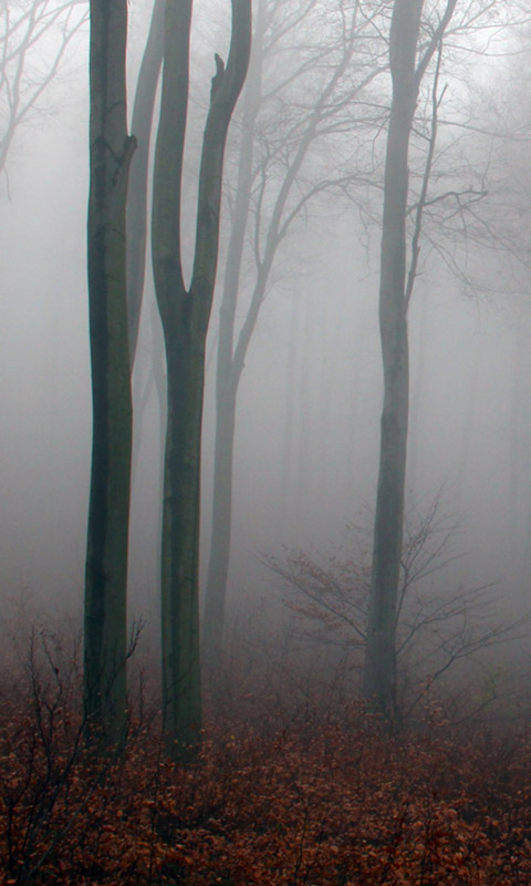 Handy Hintergrundbild: Nebel im Herbstwald