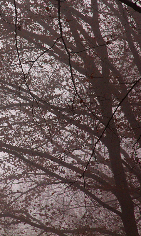 Handy Hintergrundbild: Nebel im Herbstwald