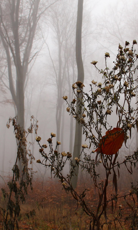 Handy Hintergrundbild: Nebel im Herbstwald