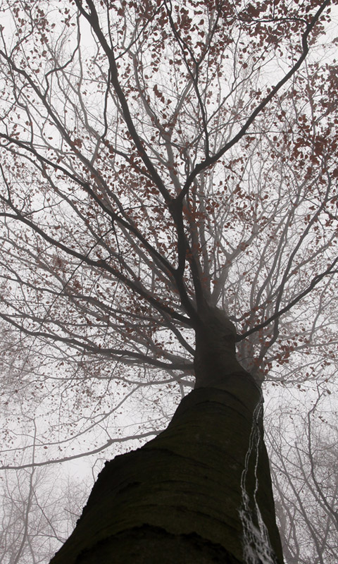 Handy Hintergrundbild: Nebel im Herbstwald