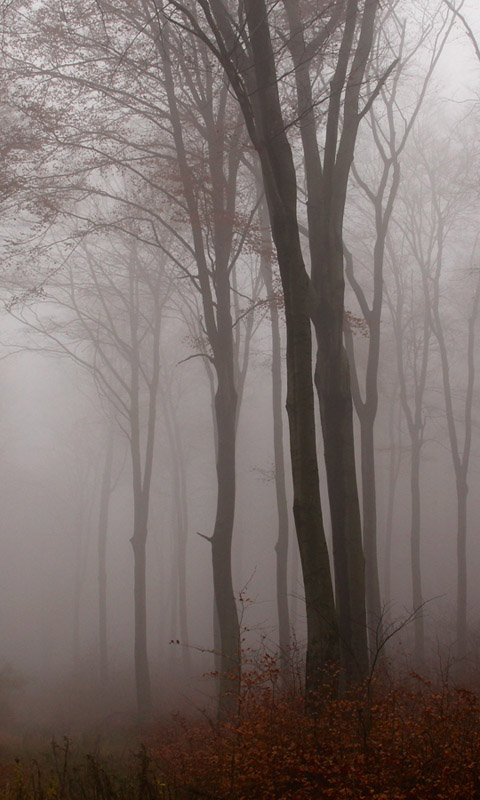 Nebel im Herbstwald.007