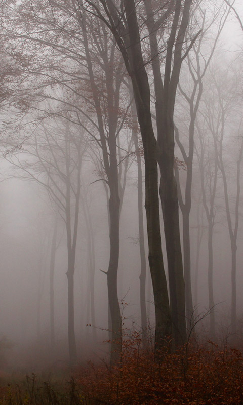 Handy Hintergrundbild: Nebel im Herbstwald