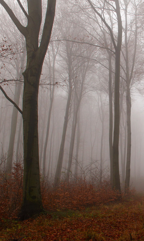 Nebel im Herbstwald.008