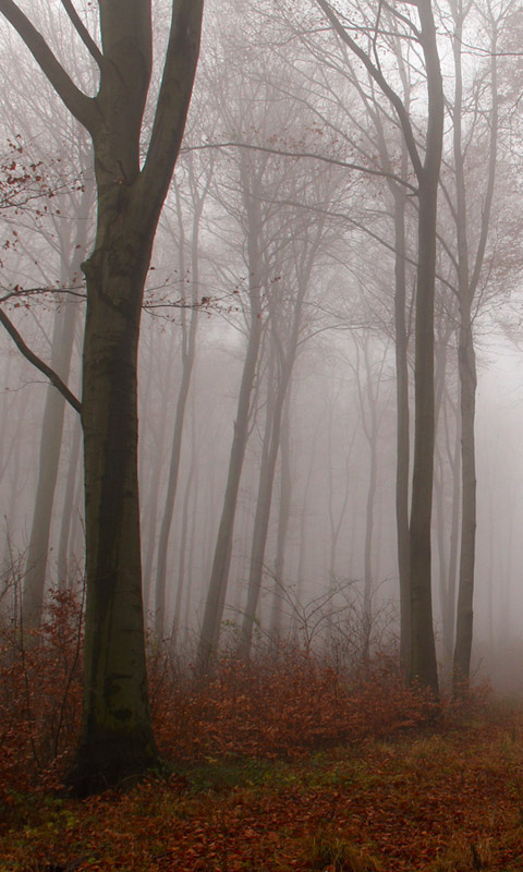 Handy Hintergrundbild: Nebel im Herbstwald