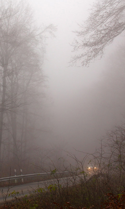 Handy Hintergrundbild: Nebel im Herbstwald