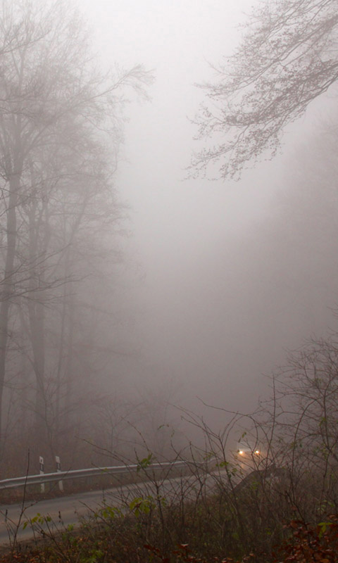 Nebel im Herbstwald