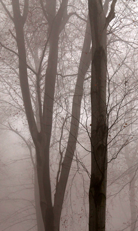 Handy Hintergrundbild: Nebel im Herbstwald