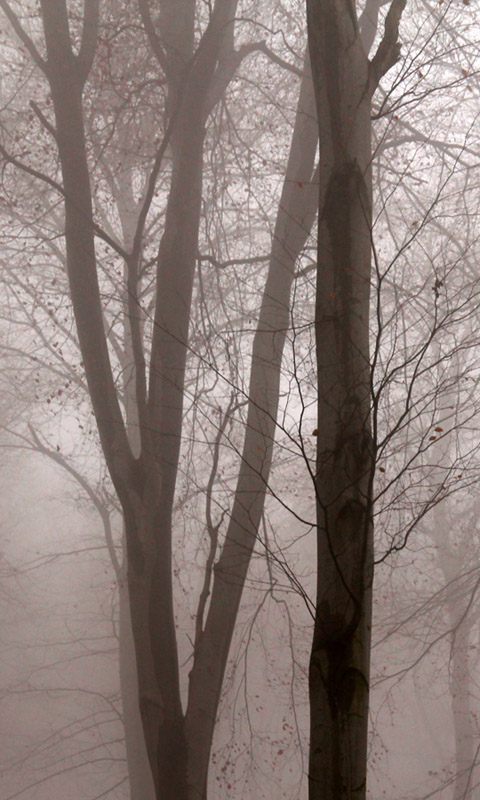 Nebel im Herbstwald