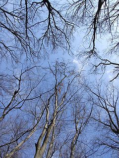 Baum Handy Hintergrundbild