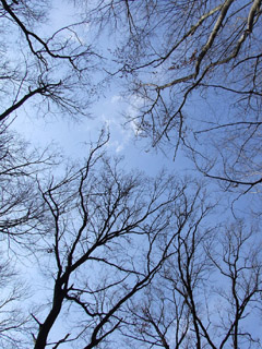 Baum Handy Hintergrundbild