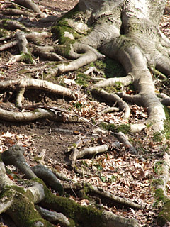 Baum Handy Hintergrundbild