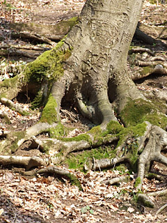 Baum Handy Hintergrundbild