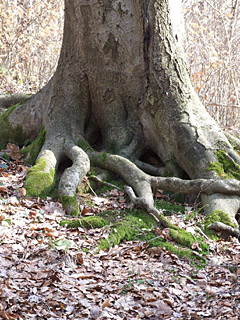 Baum Handy Hintergrundbild