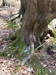 Baum Handy Hintergrundbild