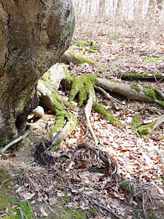 Baum Handy Hintergrundbild