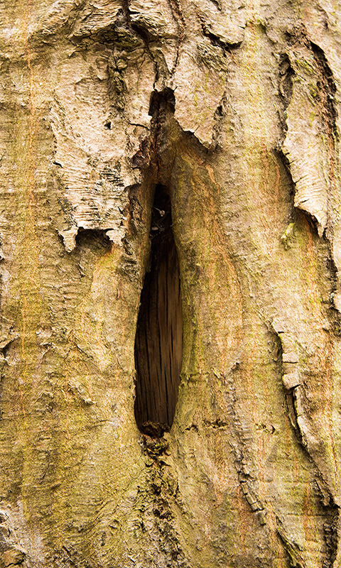 Rinde - Baum, Baumstamm.004